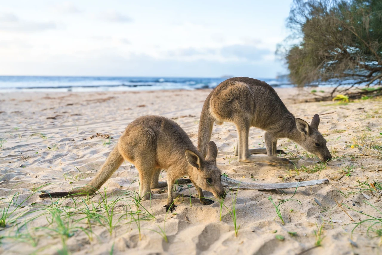 Kangaroos grazing on a beach on Kangaroo Island, South Australia